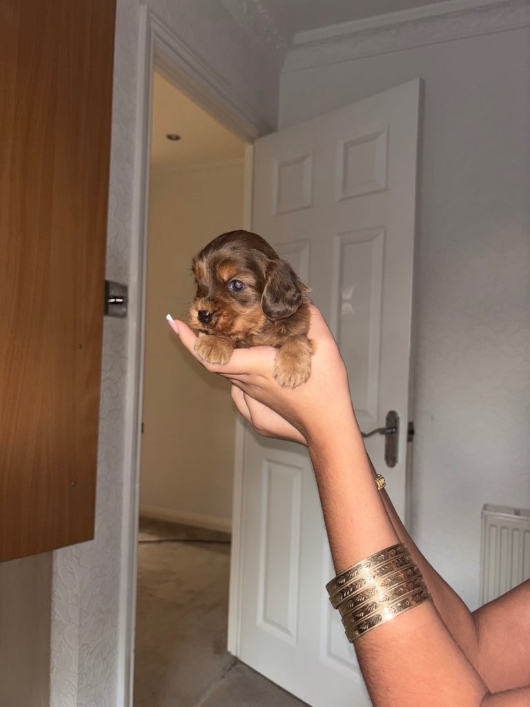 Full show type puppy 