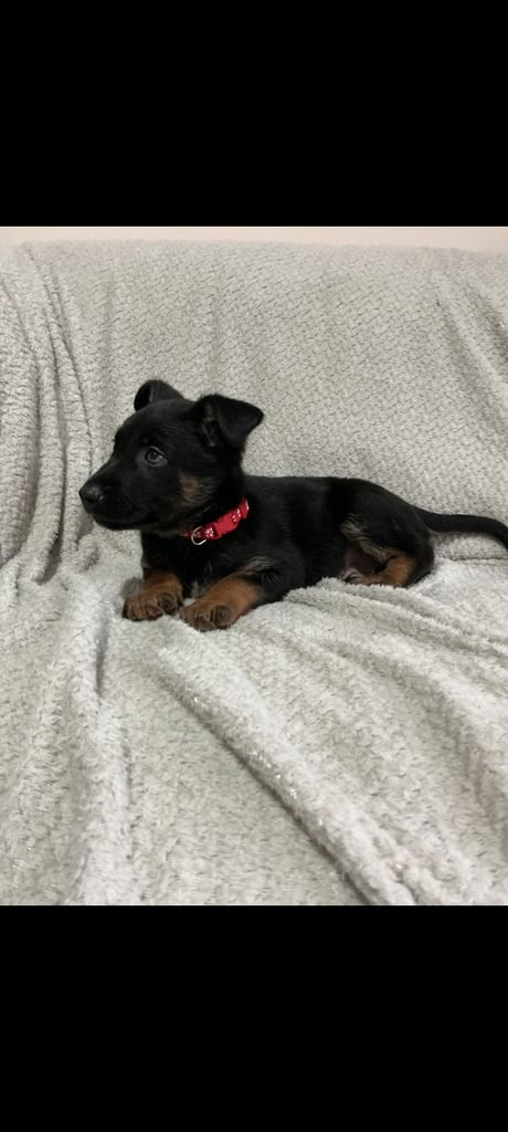 6 adorable Belgian malinois puppy's for sale 