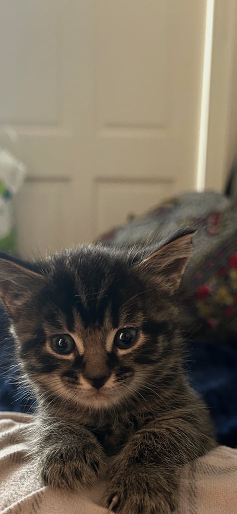 Kittens looking for a forever home
