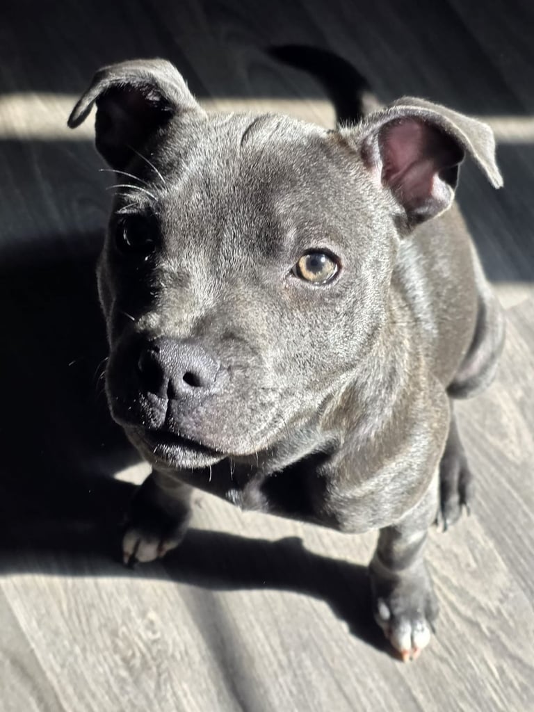 image for  Blue Staffordshire bull terrier 5 months old