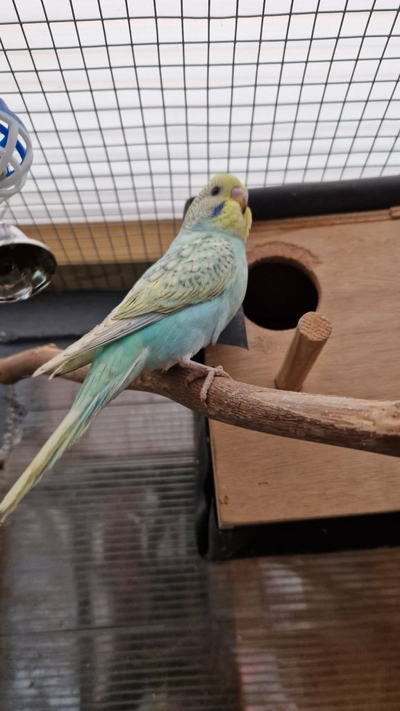1x female baby budgie left 9 weeks old £35 each 