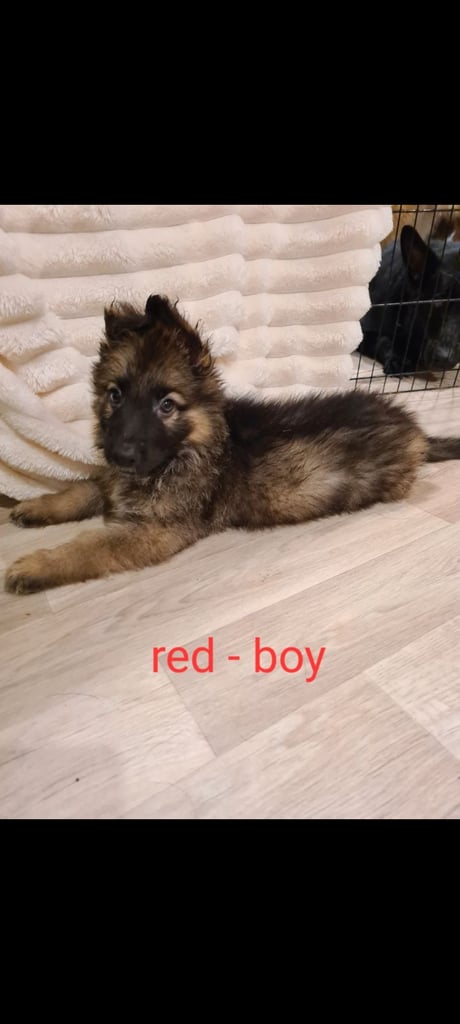 🐾 Adorable 8-Week-Old German Shepherd Puppies Ready for Their Forever Homes! 🐾