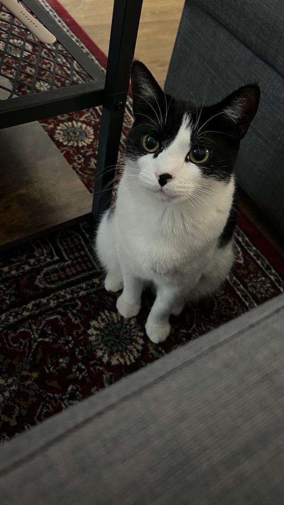 Black and white female cat