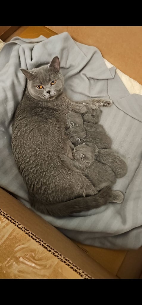 🐾 British Shorthair Kittens - Ready for Their Forever Homes! 🐾
