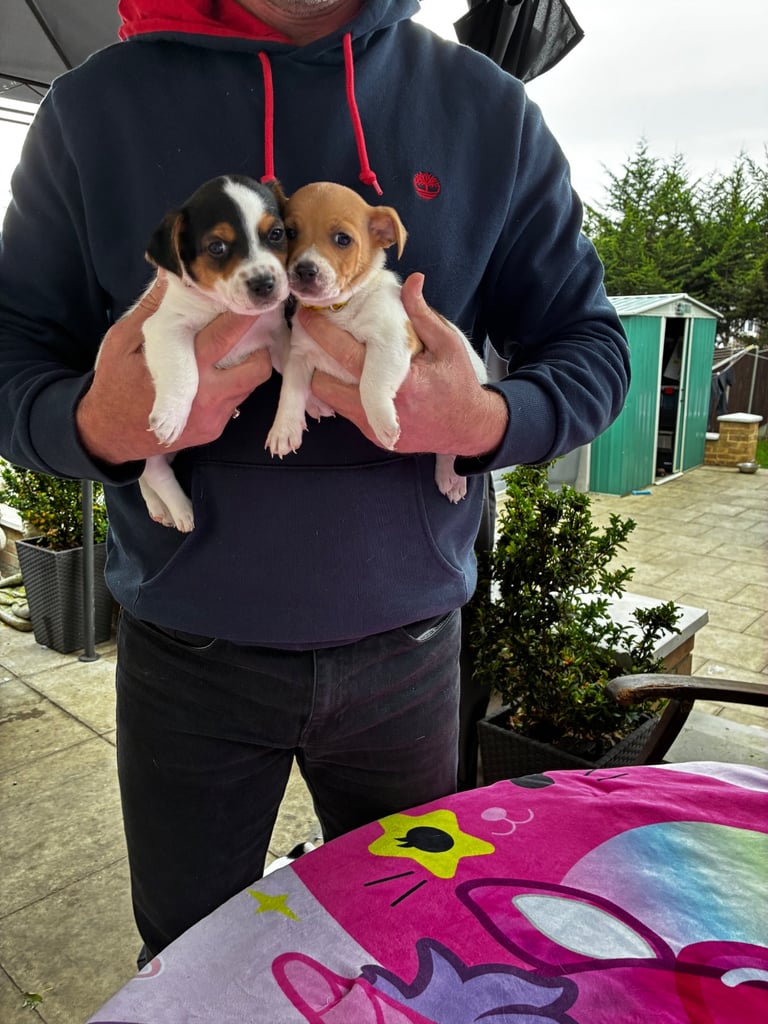 Jack Russell