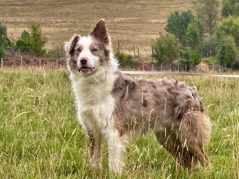 Stunning Merle Border Collie puppies.