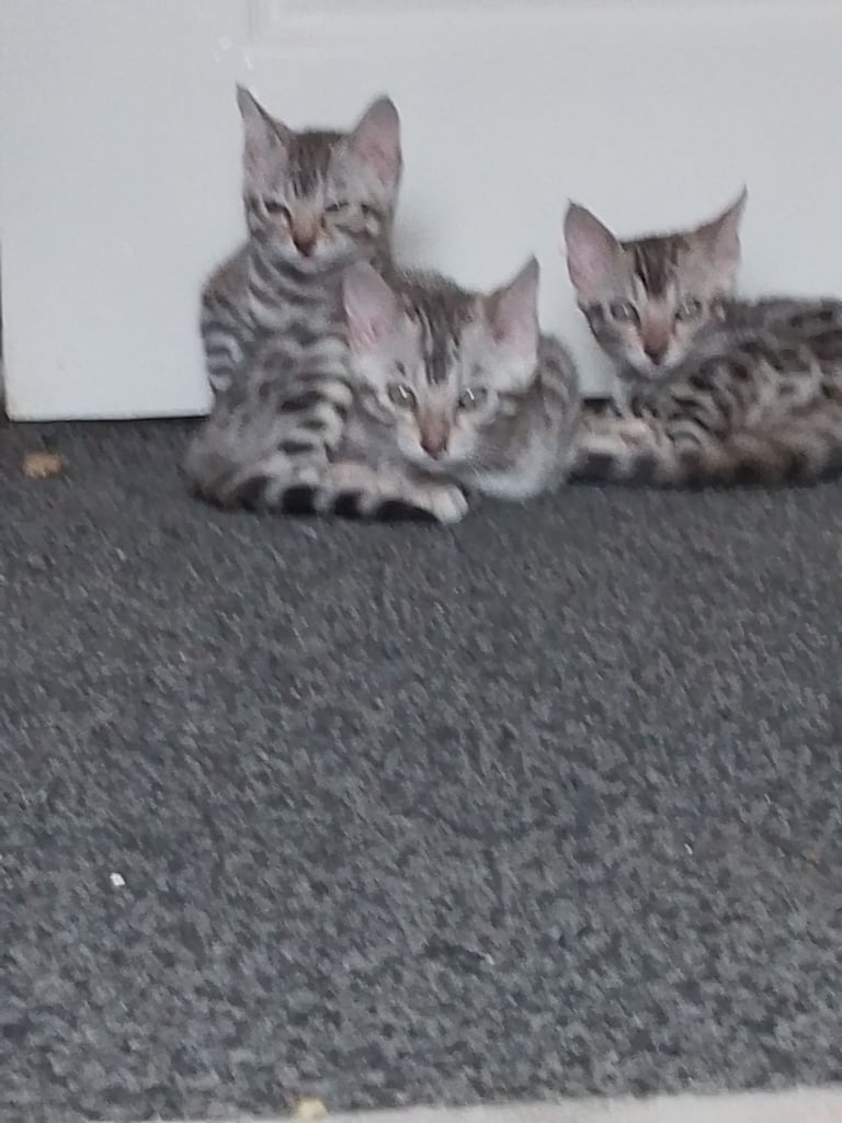 Silver bengals 