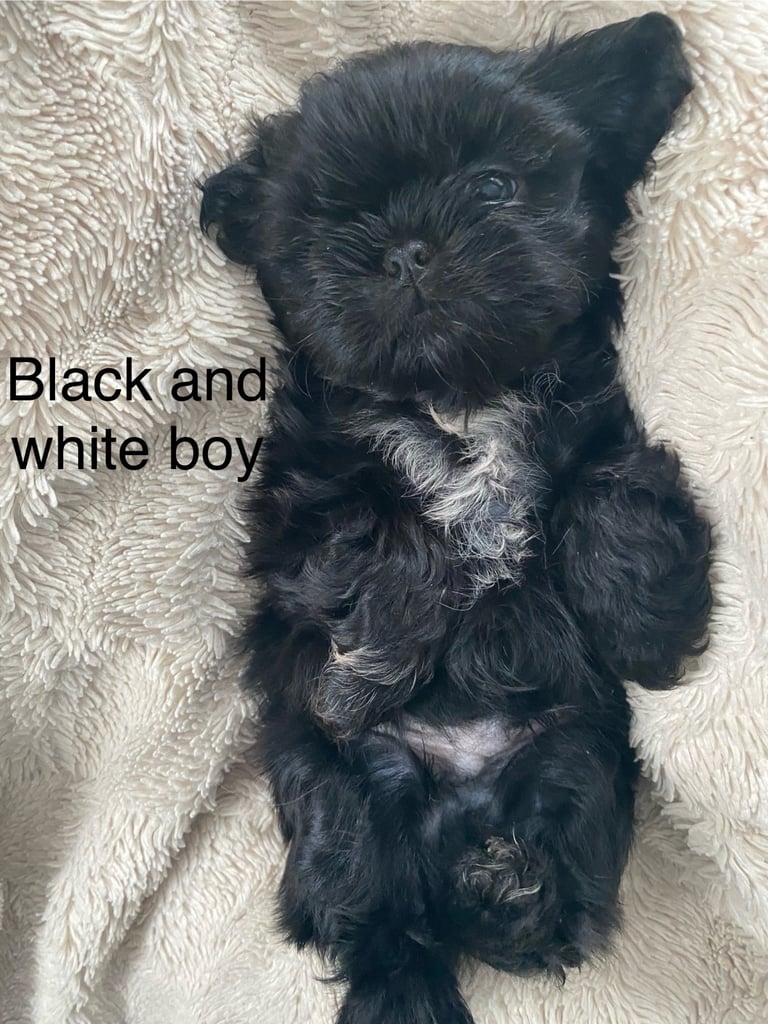 Shih tzu puppies 