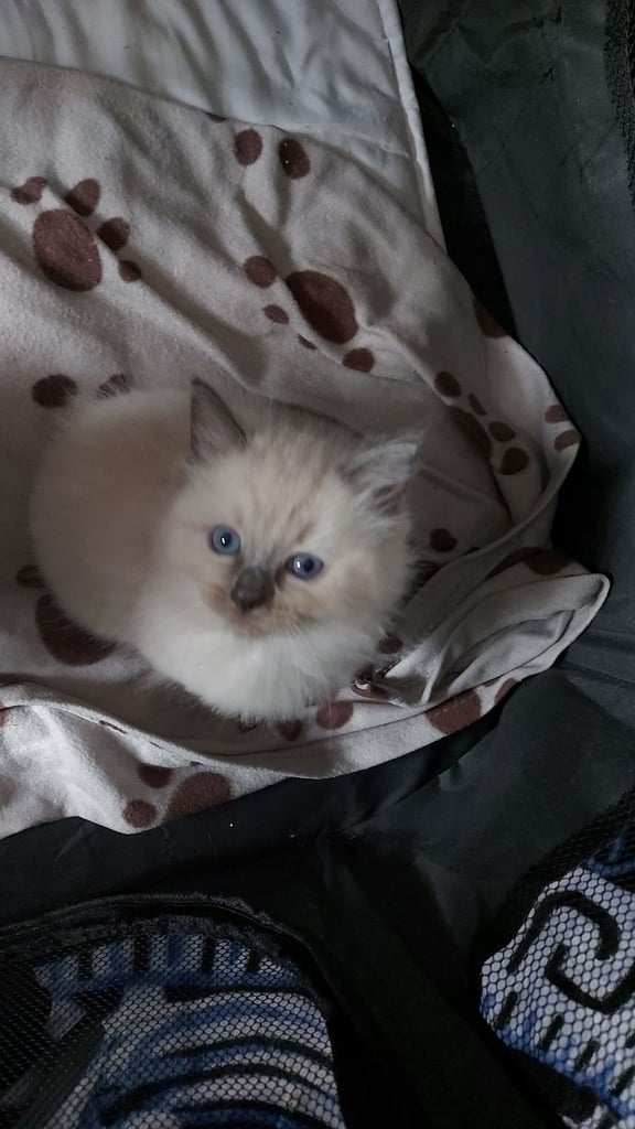 Ragdoll kittens 9 weeks