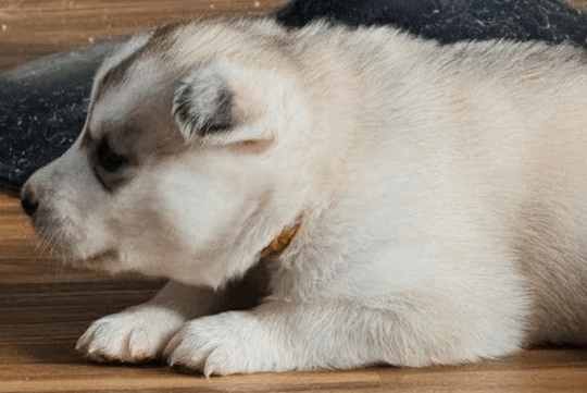 Beautiful Siberian Husky puppies 