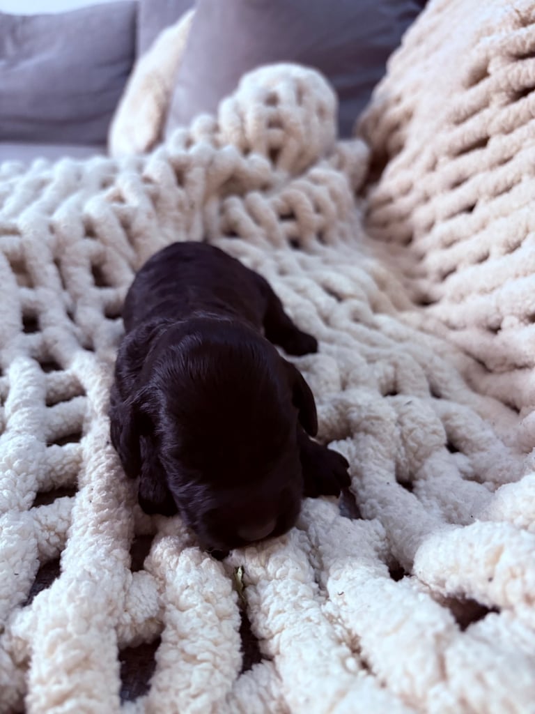 F2 Sproodle Puppies 