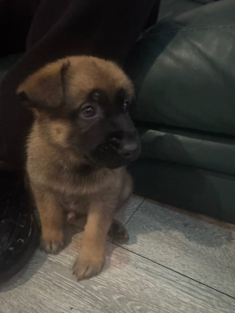 8 beautiful Malisheps