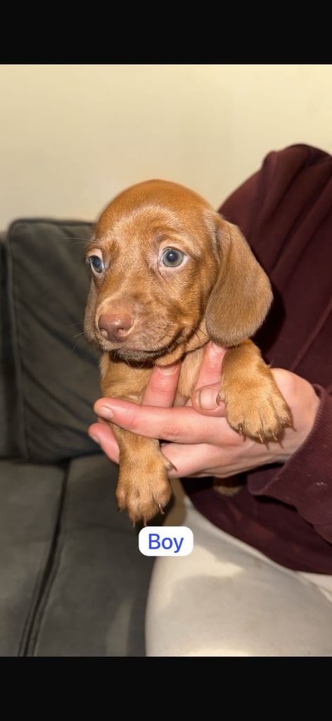 5 beautiful Dachshunds for sale 