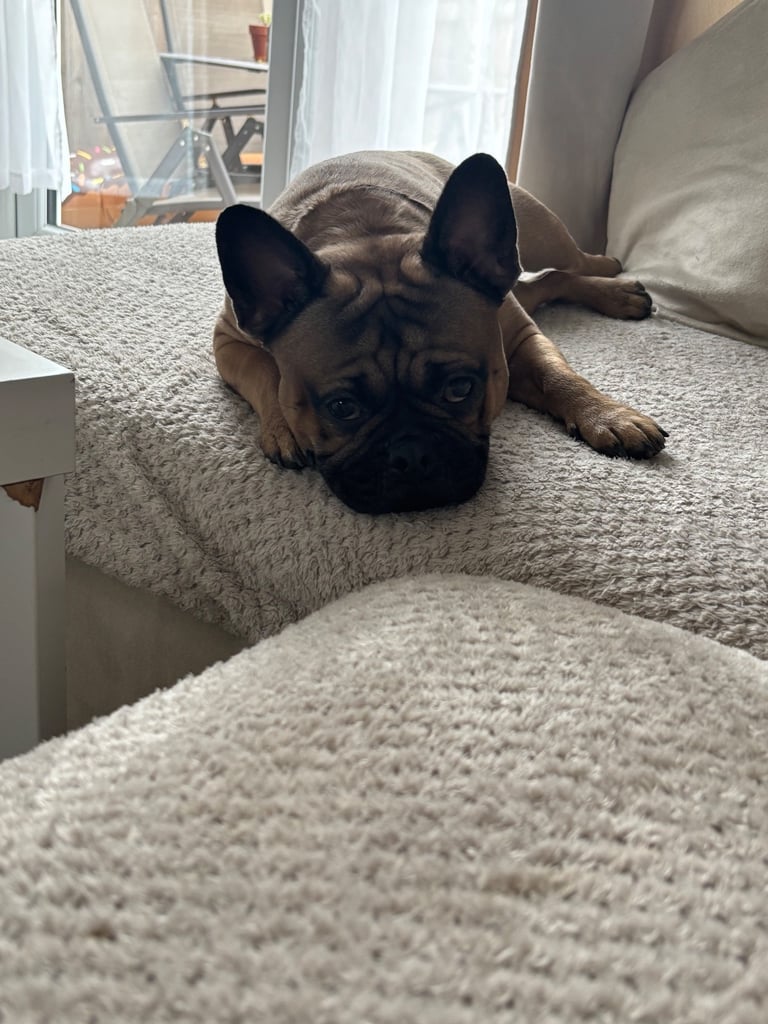 image for Buddy