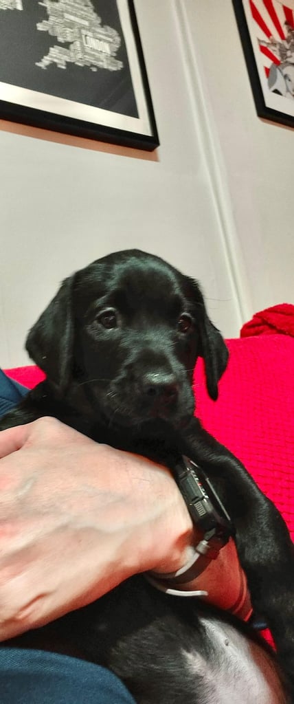 image for Black Lab Puppies 