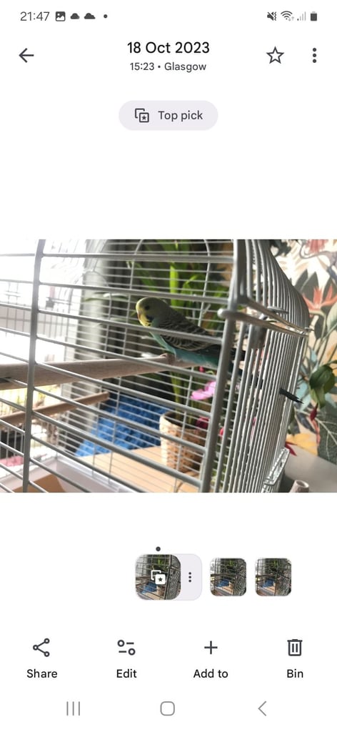 3 year old Budgie