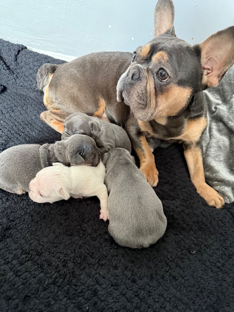 2 french bulldog puppies left to find there forever homes 