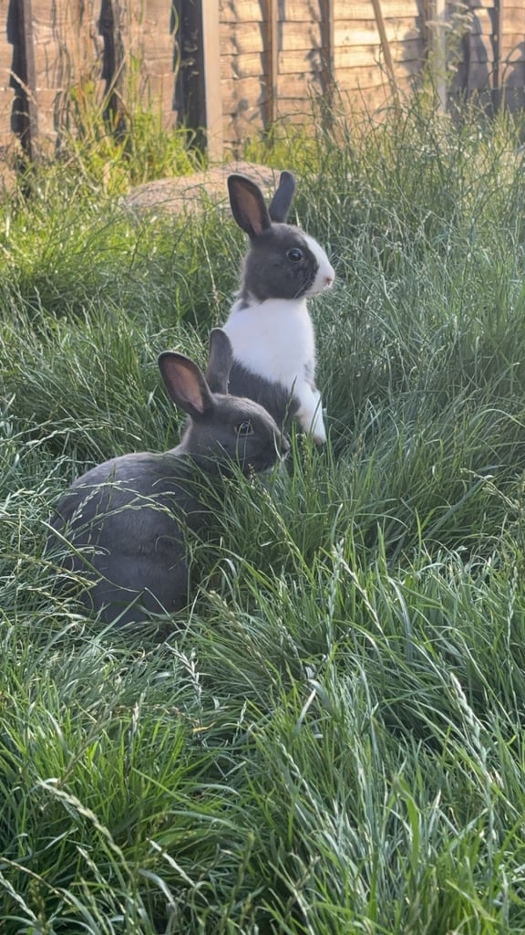 Family of rabbits (boys/girls)