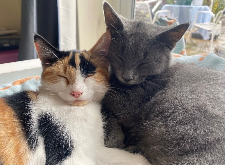 5 month old Calico girl kitten