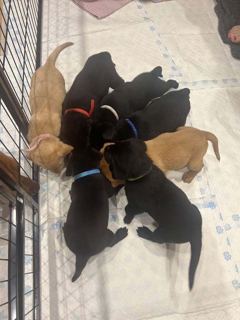 Pedigree Lab puppys