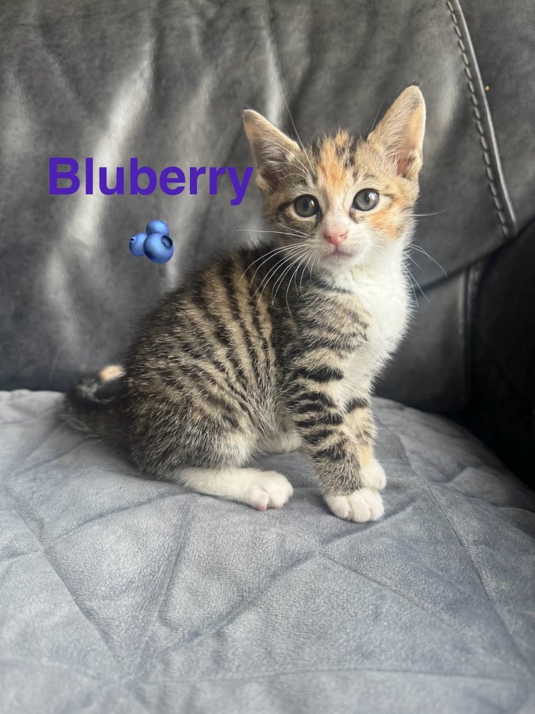 Kittens 