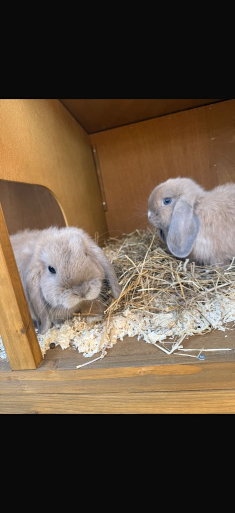 2 Rabbits for sale 