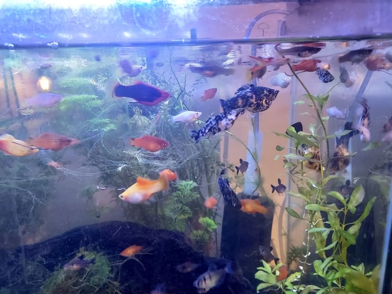  mix of tropical fish 60+