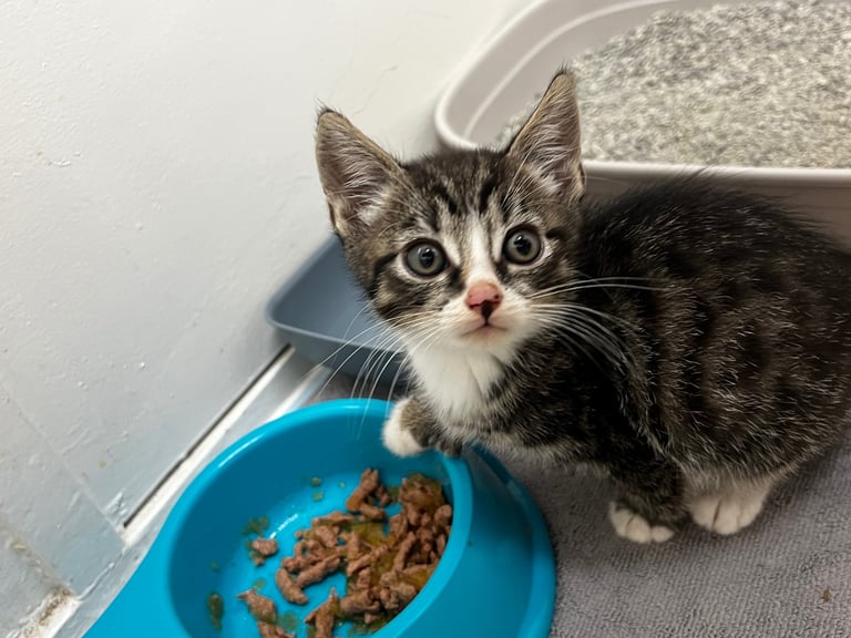 Sweet Tabby Boy Ready to Be Adopted 💛