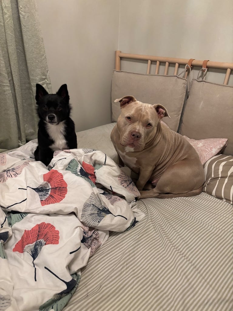 Sweetest Nala looking for a new home 