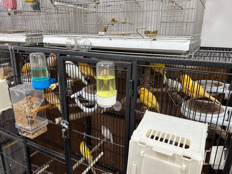 Canaries and budgies 