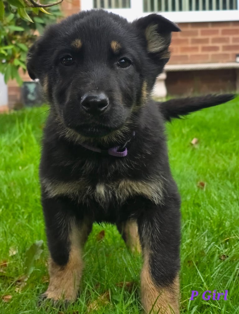 German Shepherd puppies.