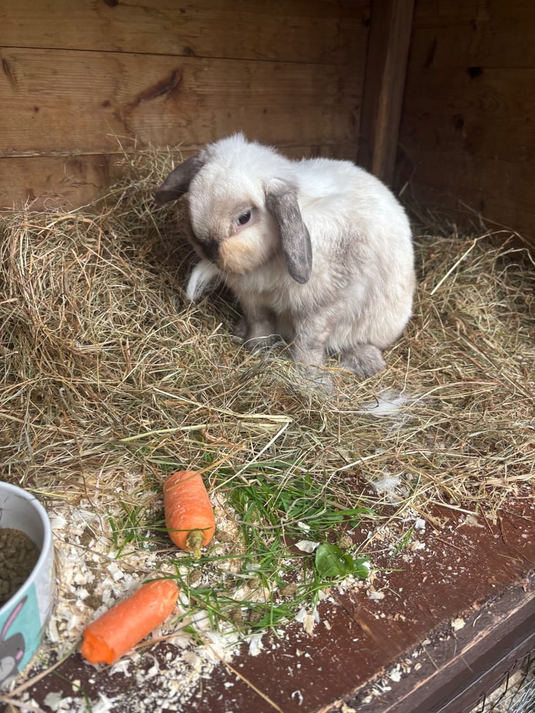 image for Lop ear rabbits 