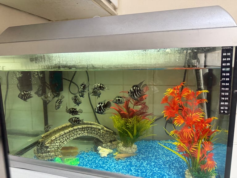 image for Fish tank for sell everything including 