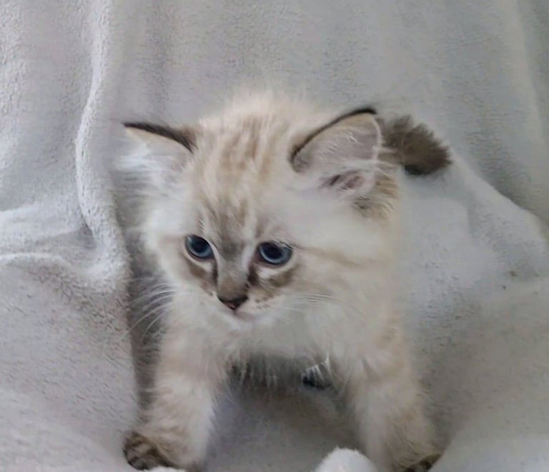 **LAST MALE LEFT** Gorgeous Ragdoll kittens ready to leave. Both parents Pedigrees