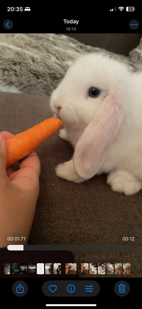 Beautiful white mini lop bunny Boy