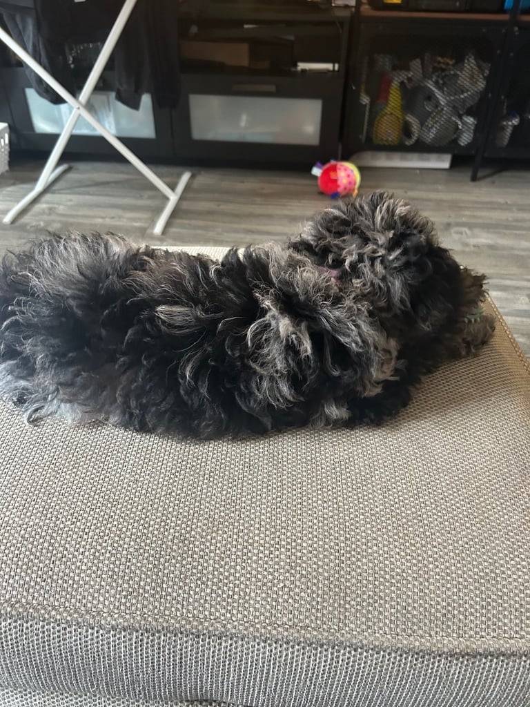 image for Merle female Cockapoo 
