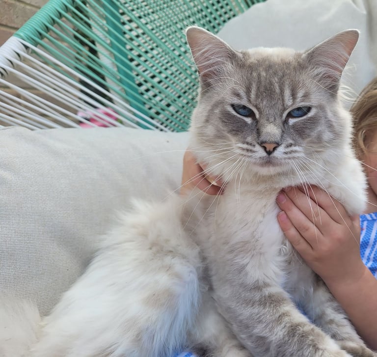 image for Male Ragdoll