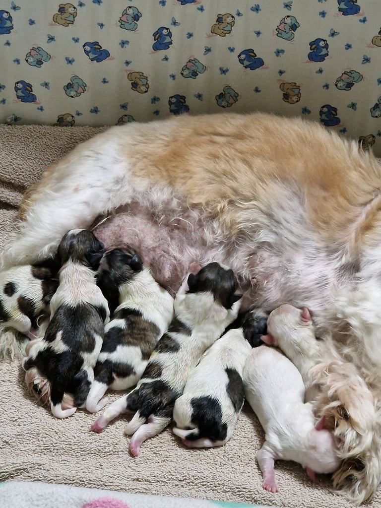 Meet Our Gorgeous Shih Tzu Puppies! 2 Girls & 5 Boys in Cardiff