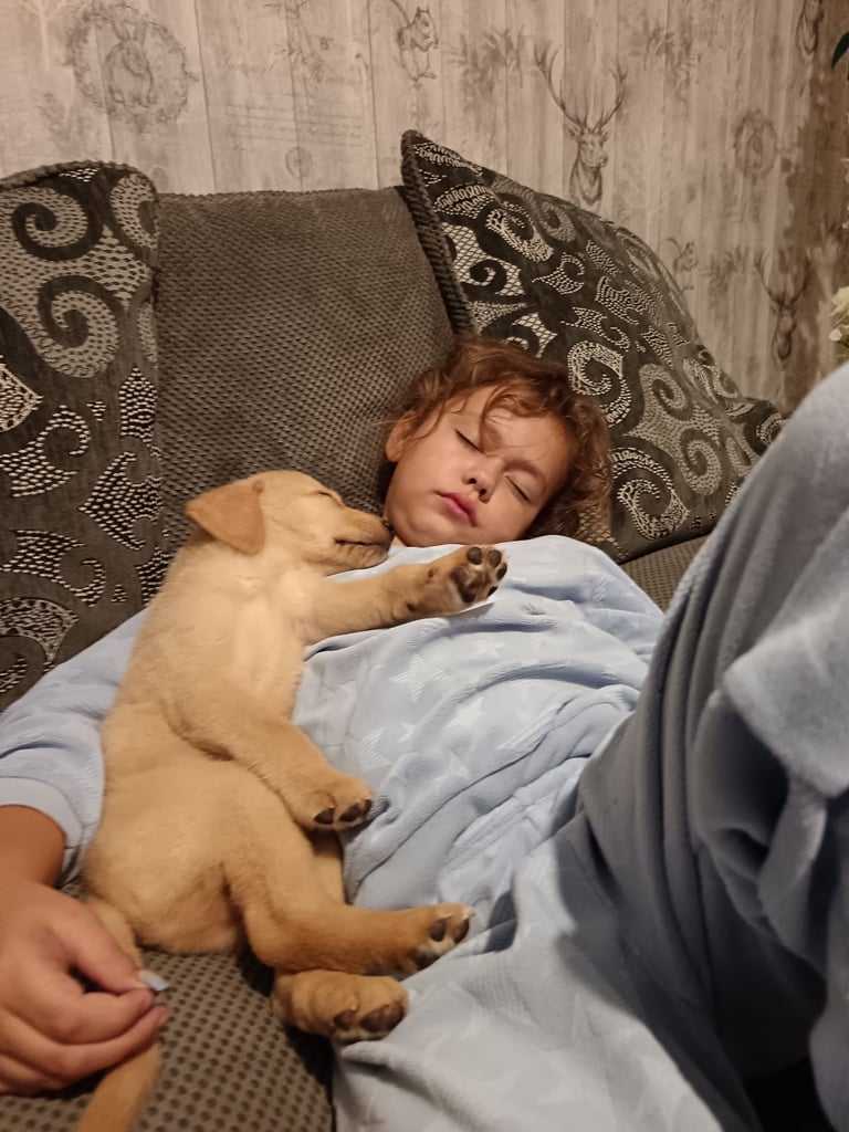 Labrador puppy. 