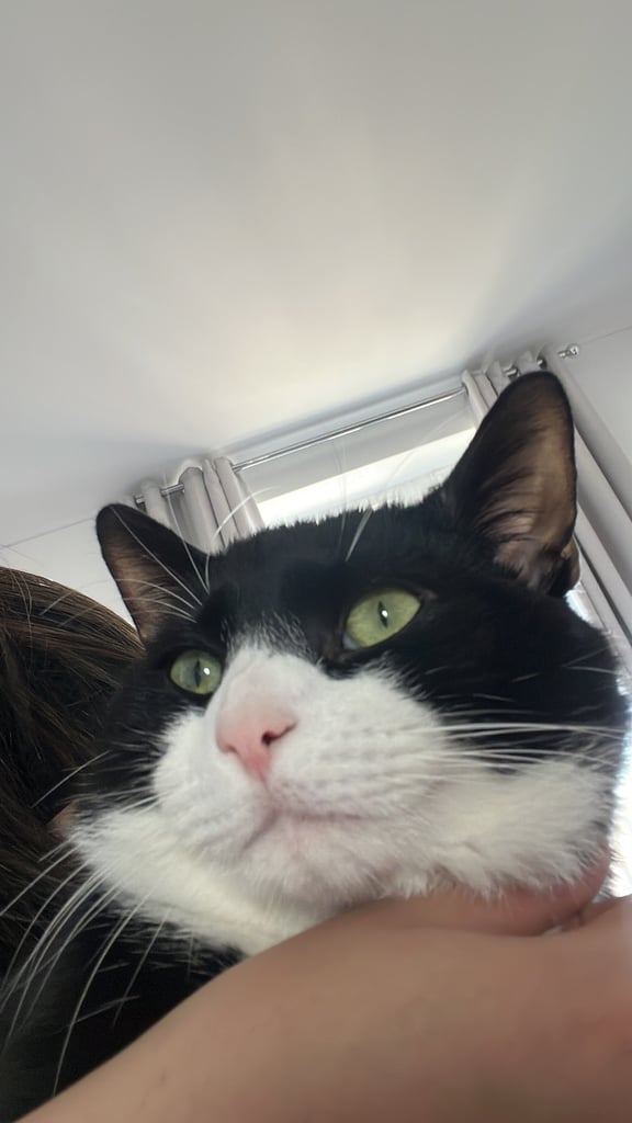 Very friendly British shorthair 