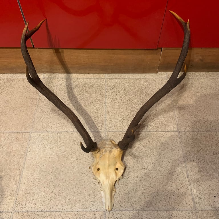 9 Point Antique Stag Antlers 