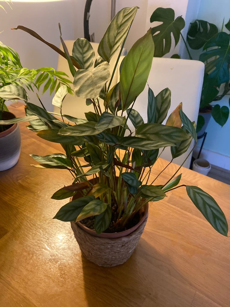 Plants for sale 