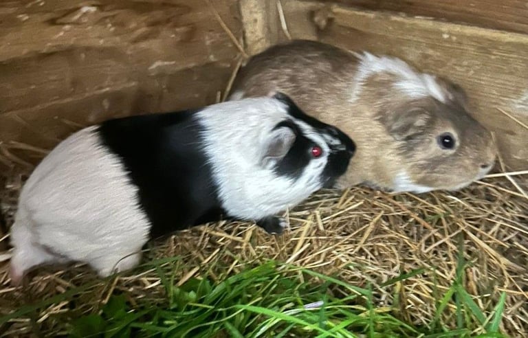 image for Lovely male guinea pigs 8w - 18m £38 per pair