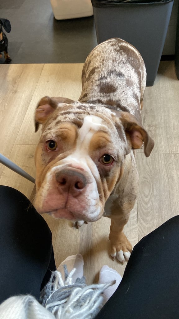 image for Olde english bulldogge