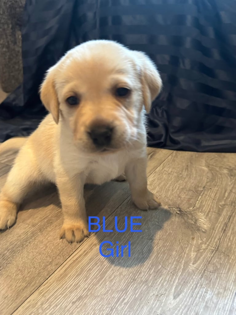 Big Chunky Labrador pups 