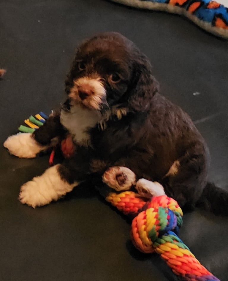 Miniature Cockerpoo Puppys