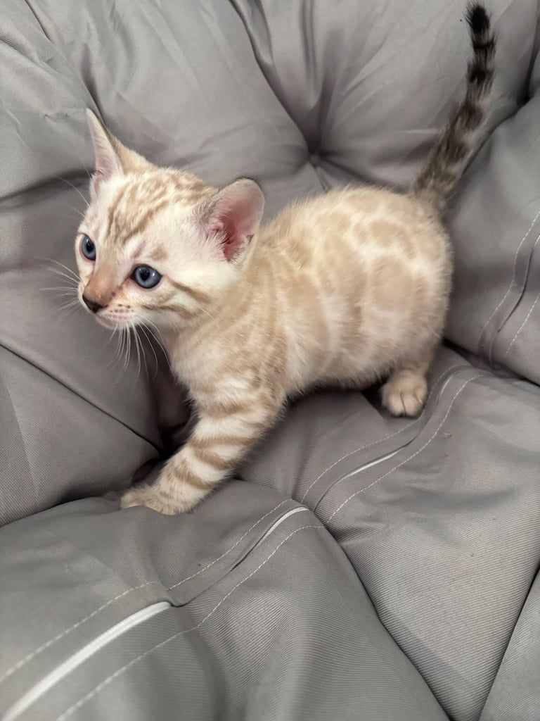 🐾Gorgeous Pure Bengals Ready Now🐾