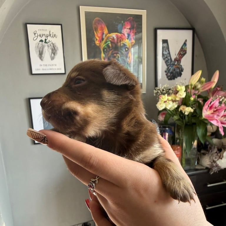 9 * 1 girl left *beautiful dachshund cross pom puppies 