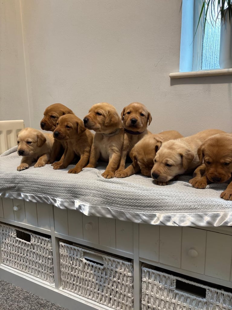 Beautiful fox red puppies 