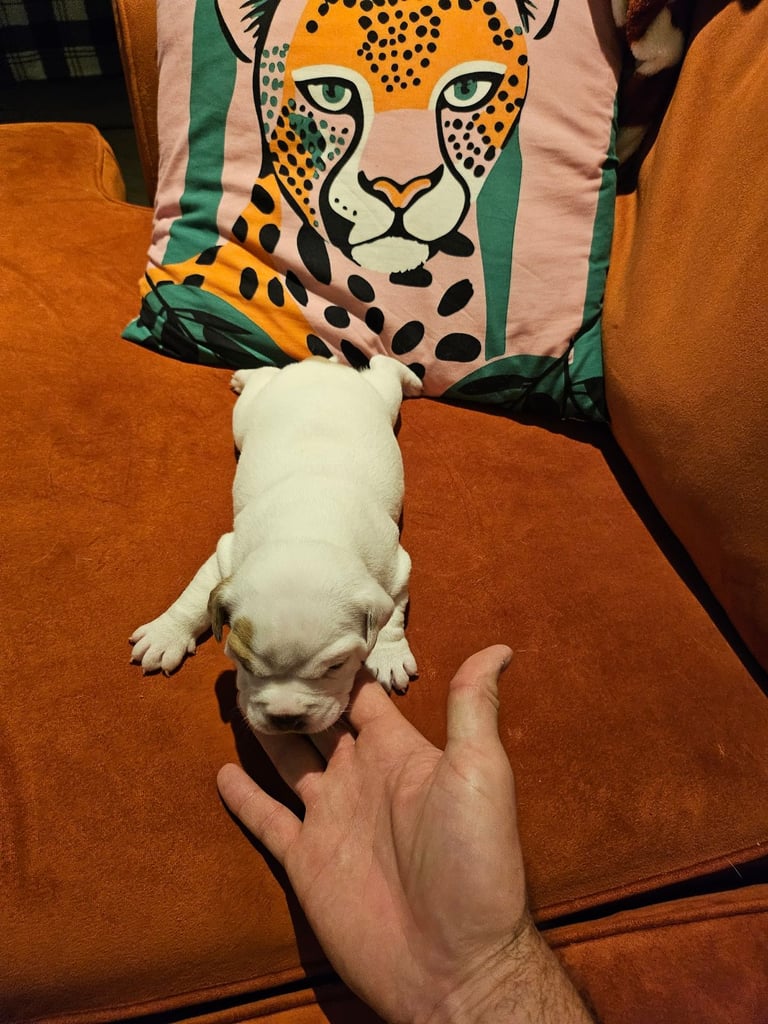 British Bulldog Staff cross (Old Tyme Bulldog)